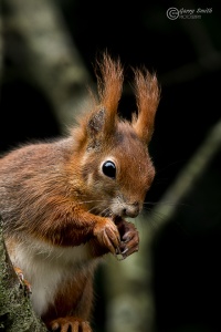 Red Squirrel (Sciurus vulgaris) Garry Smith.